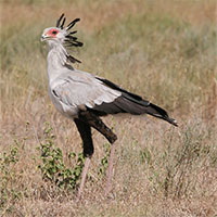 Mon men đến gần, chó rừng bị 