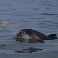 Bắt gặp cảnh đàn cá heo mũi chai tung hứng sứa thùng