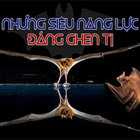 Con dơi và những siêu năng lực đáng ghen tị