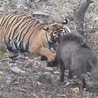 Bị hổ ngoạm cổ, lợn rừng chật vật phản đòn để giành sự sống