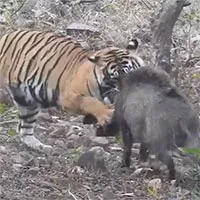 Bị hổ ngoạm cổ, lợn rừng chật vật phản đòn để giành sự sống
