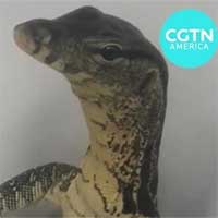 Kỳ đà hoa chui lên từ bồn cầu nhà dân khiến ai thấy cũng giật mình