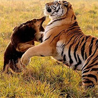 Tại sao khi hổ xuống núi, chó lại là loài mà chúng 