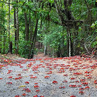 Cua đỏ đồng loạt 