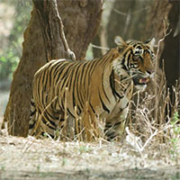 Bỏ qua lan đột biến đi, hổ đột biến mới thực sự quý!