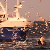 Cá voi sát thủ dạy đồng loại trộm cá của ngư dân