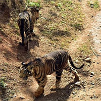 Nhiếp ảnh gia ghi được hình đôi hổ đen cực hiếm kiếm ăn trong rừng