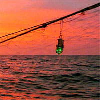 Sáng kiến đơn giản có thể cứu sống nhiều sinh vật biển vô tình vướng vào lưới