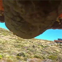 Sau khi lấy trộm máy quay, chú vẹt tự quay cảnh đào thoát của chính mình