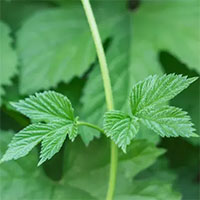 Tại sao cây thường xuân độc gây phát ban?