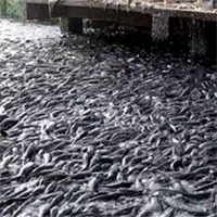 Bí kíp khiến hàng triệu con cá thi nhau lao về phía bờ ao