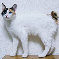 Giống mèo đuôi thỏ quý hiếm ở xứ sở Phù Tang