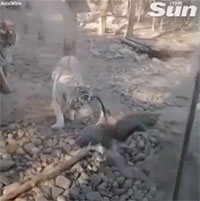 Hổ trắng bị ngỗng đuổi đánh và cái kết đầy hài hước