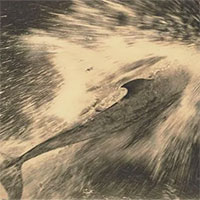 Chú cá heo dẫn đường tàu thuyền qua eo biển New Zealand trong 24 năm