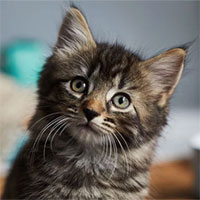 Não loài mèo đang teo nhỏ và đó là lỗi của con người