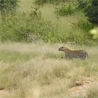 Báo hoa mai lao tới giết chết báo săn con khiến báo mẹ trở tay không kịp
