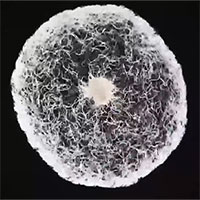 Cách di chuyển phức tạp của hàng nghìn con trùn giấm trong giọt nước