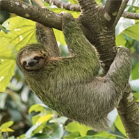 Đố bạn: Loài động vật nào có cánh tay dài nhất?