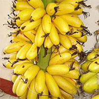 Chuối ngự - Loại chuối ngon nhất nước được người xưa chọn để tiến vua