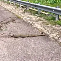 Sinh vật lạ bò trườn sang đường khiến du khách "đứng hình", đến nay danh tính vẫn là một ẩn số