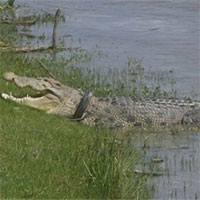 Giải cứu cá sấu 6 năm bị lốp xe thít cổ