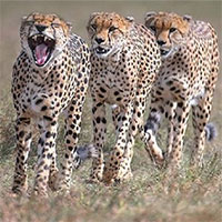 Bầy báo săn hợp sức giết thủ lĩnh phản bội