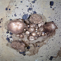 Phát hiện vườn bọt biển 300 tuổi rộng 15km2 dưới đáy biển