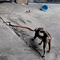 Rắn độc hung hăng tấn công chó ngay trong sân nhà dân