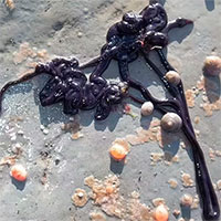 Kỳ lạ loài sinh vật nhỏ bé, nhưng dài hơn cả cá voi xanh