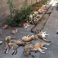 Trồng cây đuổi muỗi, cô gái sốc khi thấy biệt đội “boss” nằm la liệt trước sân