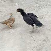 Chim sáo khiêu chiến với gà trống, cuộc chiến nảy lửa có kết quả ít ai ngờ đến