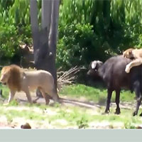 Sư tử đực thản nhiên đứng nhìn bạn tình tử chiến với trâu rừng