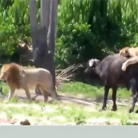 Sư tử đực thản nhiên đứng nhìn bạn tình tử chiến với trâu rừng