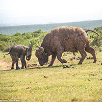 Voi con tự tin thái quá, thử thách sức mạnh của trâu rừng để rồi nhận cái kết không thể 