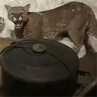 Báo sư tử ăn xác nai sừng tấm trước cửa nhà dân