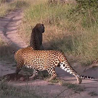 Mải mê săn mồi, báo hoa mai suýt bị chính đồng loại của mình 