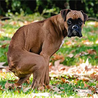 Hàng ngàn con chó đi vệ sinh tùy tiện đe dọa hệ sinh thái khu bảo tồn thiên nhiên ở Bỉ