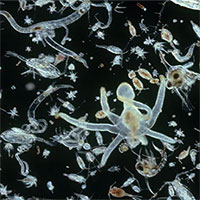 Sinh vật phù du - 