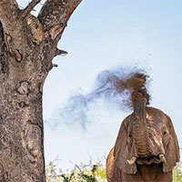 Bị truy đuổi, báo hoa mai vội vàng leo cây để trốn voi