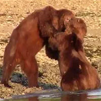 Nóng mắt trước hành động của "sửu nhi" bắt nạt kẻ yếu, gấu nâu Alaska ra tay hành động trượng nghĩa