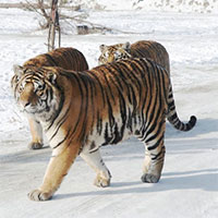 Nội địa của Siberia có gì đáng sợ như vậy, tại sao ngay cả những con hổ ở Siberia cũng ngại vào sâu?