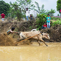 Những sự thật thú vị tại lễ hội đua bò Indonesia