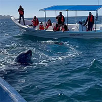 Bất ngờ chạm trán cá voi xám 45 tấn ở cự li cực gần