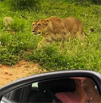 Sư tử cái phục kích linh cẩu say ngủ nhưng nuối tiếc vì để con mồi chạy mất