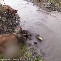 Chó Pitbull tử chiến nảy lửa với cá sấu và cái kết không ngờ