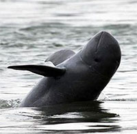 Cá heo nước ngọt Irrawaddy chính thức tuyệt chủng tại Lào