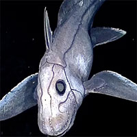 Phát hiện cá mập ma đáng sợ ngoài khơi bờ biển New Zealand