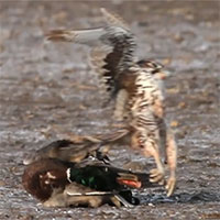 Chim cắt thảo nguyên đoạt mạng vịt trời bằng cú bổ nhào 