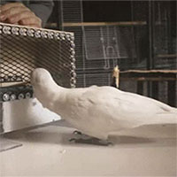 Choáng váng trước khả năng chơi golf thuần thục của vẹt