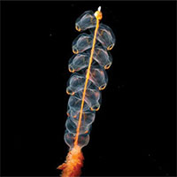 Những phát hiện kỳ lạ nhất dưới đáy đại dương